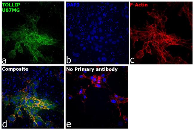 TOLLIP Antibody in Immunocytochemistry (ICC/IF)