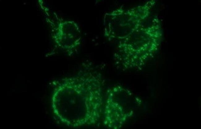 MCAT Antibody in Immunocytochemistry (ICC/IF)