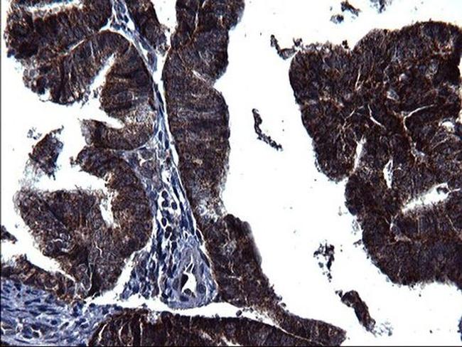 HSCB Antibody in Immunohistochemistry (Paraffin) (IHC (P))