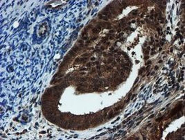 PSMA6 Antibody in Immunohistochemistry (Paraffin) (IHC (P))