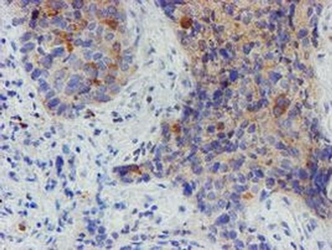 MYNN Antibody in Immunohistochemistry (Paraffin) (IHC (P))