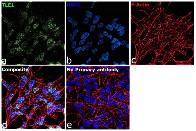 TLE1 Antibody in Immunocytochemistry (ICC/IF)