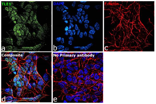 TLE1 Antibody in Immunocytochemistry (ICC/IF)