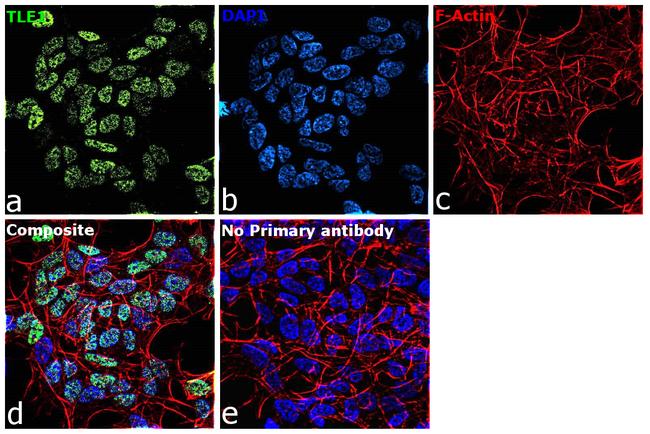 TLE1 Antibody in Immunocytochemistry (ICC/IF)