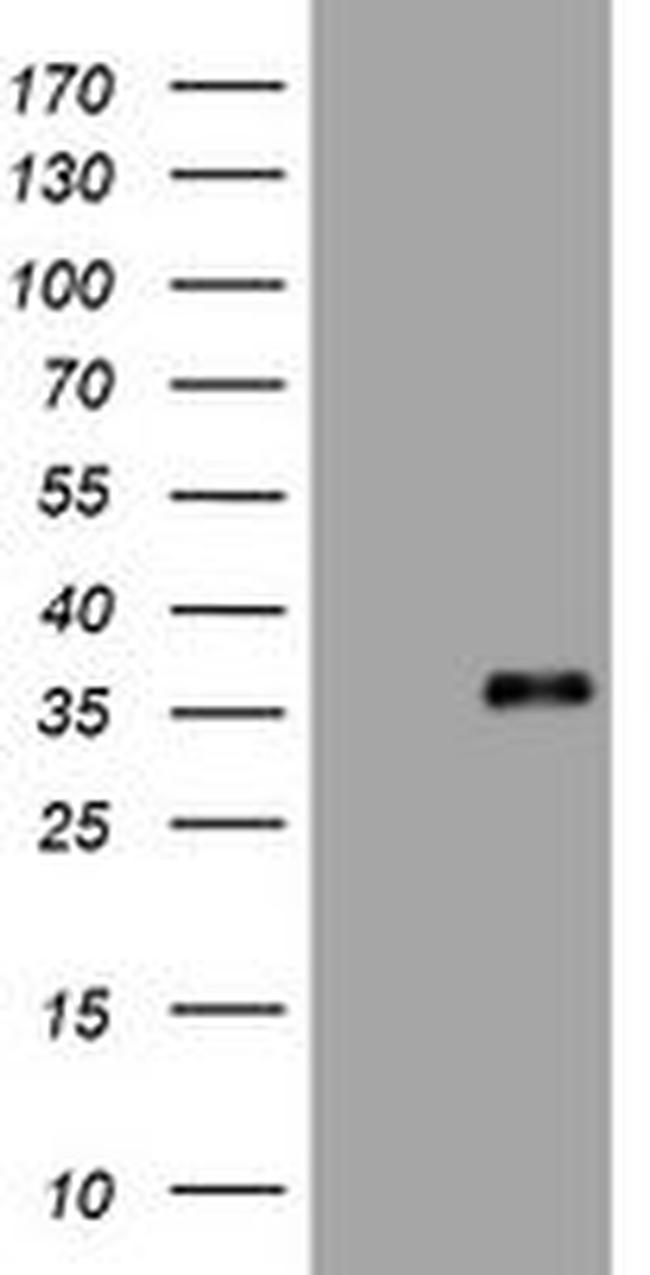 ING2 Antibody in Western Blot (WB)