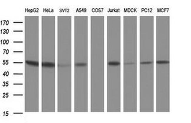 CUEDC2 Antibody in Western Blot (WB)