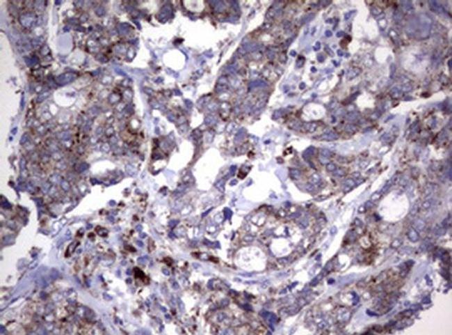 NEU1 Antibody in Immunohistochemistry (Paraffin) (IHC (P))