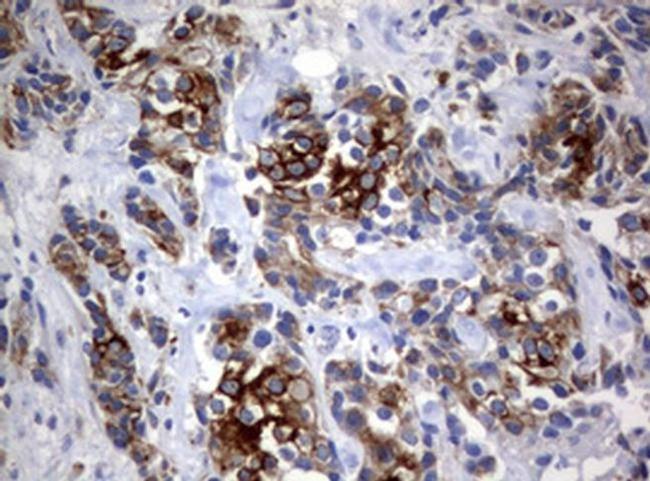 BNIP1 Antibody in Immunohistochemistry (Paraffin) (IHC (P))