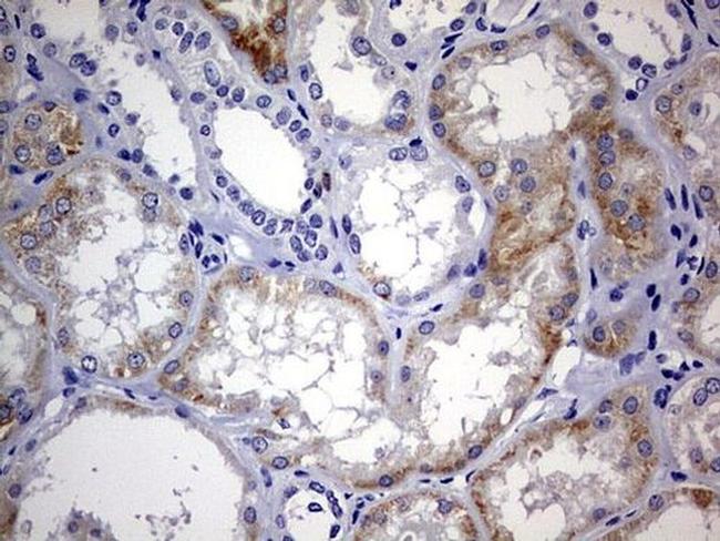 ARL3 Antibody in Immunohistochemistry (Paraffin) (IHC (P))