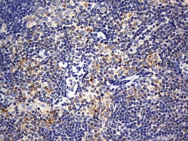 ISCU Antibody in Immunohistochemistry (Paraffin) (IHC (P))