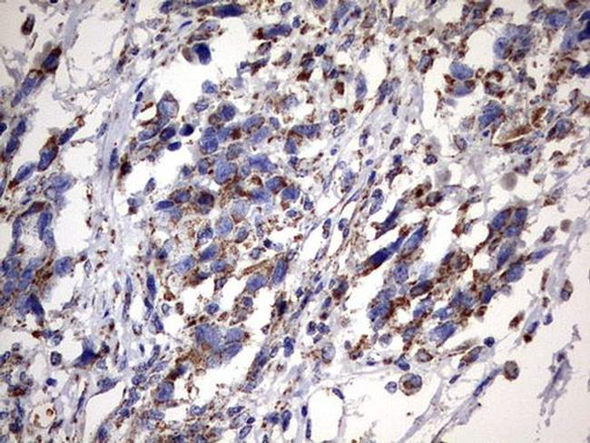 MSRB3 Antibody in Immunohistochemistry (Paraffin) (IHC (P))