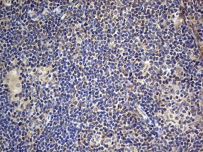 ASM Antibody in Immunohistochemistry (Paraffin) (IHC (P))