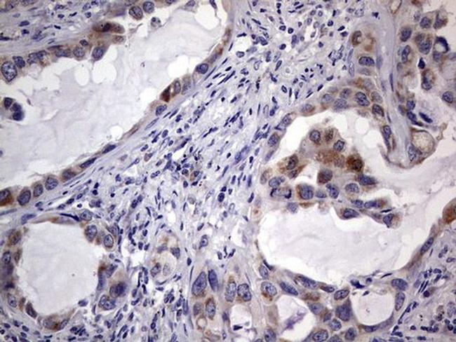 MURF3 Antibody in Immunohistochemistry (Paraffin) (IHC (P))