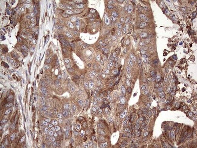 Filensin Antibody in Immunohistochemistry (Paraffin) (IHC (P))