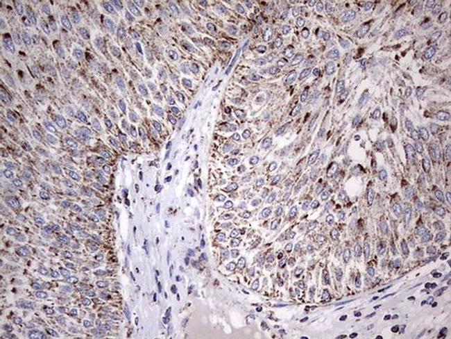 ATP Synthase O Antibody in Immunohistochemistry (Paraffin) (IHC (P))