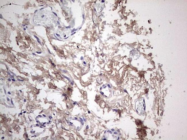 SNX12 Antibody in Immunohistochemistry (Paraffin) (IHC (P))