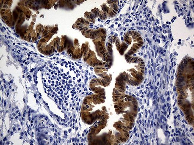 ASL Antibody in Immunohistochemistry (Paraffin) (IHC (P))