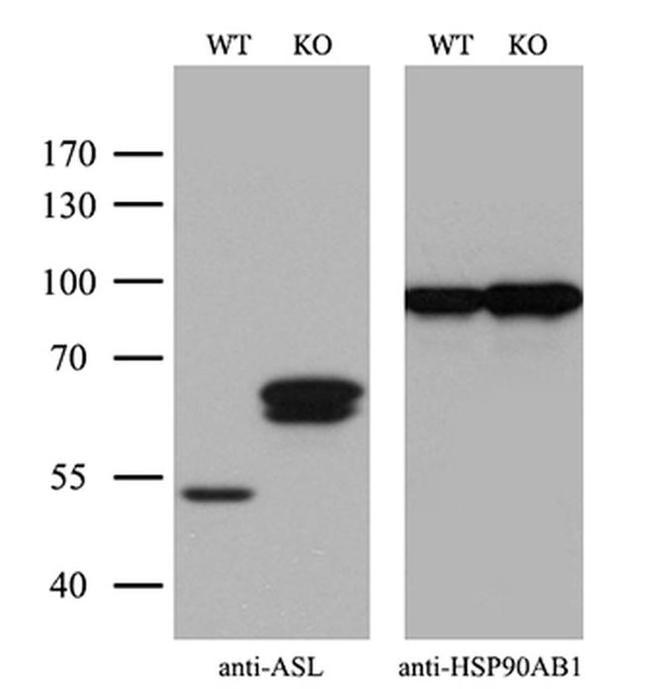 ASL Antibody in Western Blot (WB)