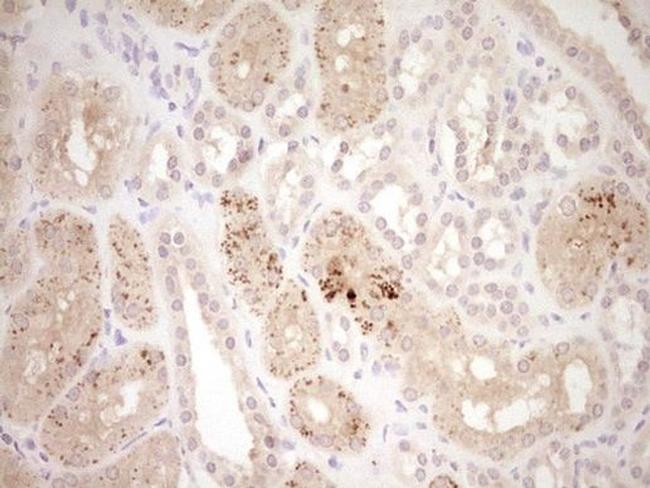 ADAMTS4 Antibody in Immunohistochemistry (Paraffin) (IHC (P))