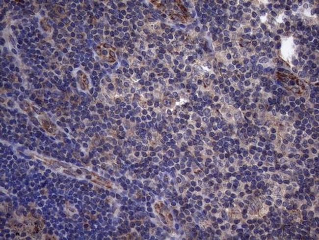 SUOX Antibody in Immunohistochemistry (Paraffin) (IHC (P))