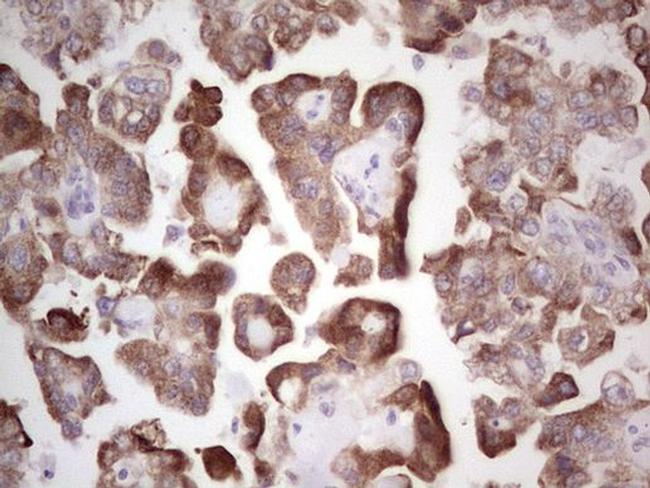 BHLHE41 Antibody in Immunohistochemistry (Paraffin) (IHC (P))