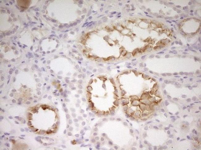 Adrenomedullin Antibody in Immunohistochemistry (Paraffin) (IHC (P))