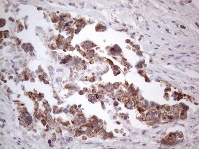 RORB Antibody in Immunohistochemistry (Paraffin) (IHC (P))