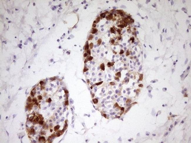 Apolipoprotein H Antibody in Immunohistochemistry (Paraffin) (IHC (P))