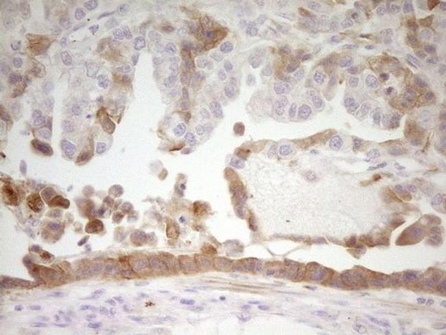 Apolipoprotein H Antibody in Immunohistochemistry (Paraffin) (IHC (P))