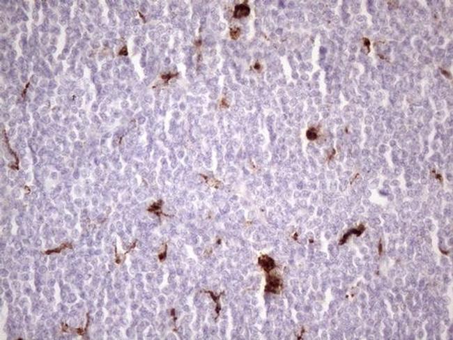 NR2C2 Antibody in Immunohistochemistry (Paraffin) (IHC (P))