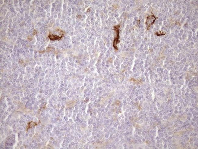 Carboxypeptidase M Antibody in Immunohistochemistry (Paraffin) (IHC (P))