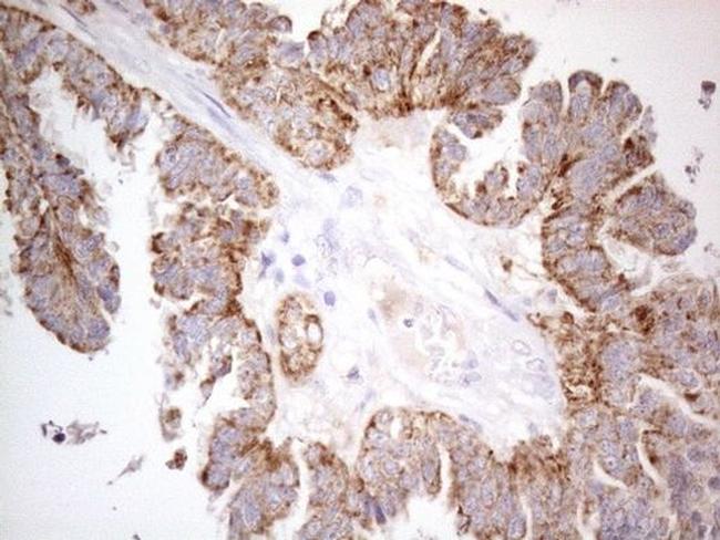 PISD Antibody in Immunohistochemistry (Paraffin) (IHC (P))