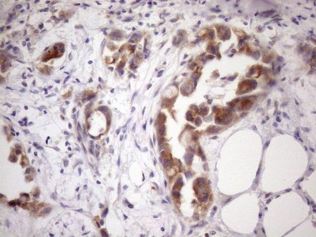 SSX2IP Antibody in Immunohistochemistry (Paraffin) (IHC (P))