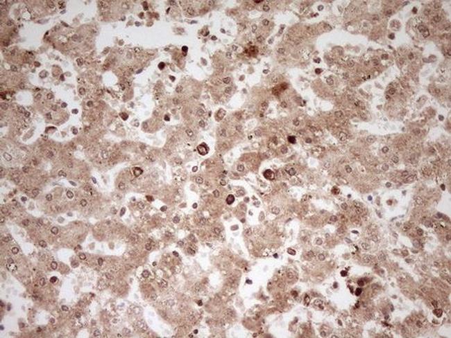 MYL4 Antibody in Immunohistochemistry (Paraffin) (IHC (P))