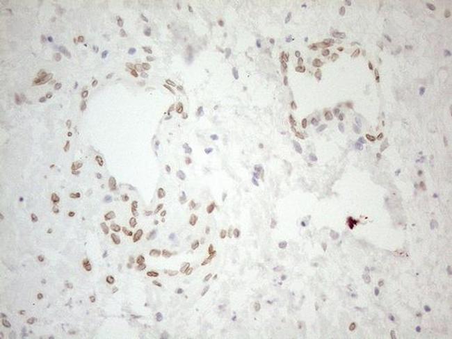 Pellino 1 Antibody in Immunohistochemistry (Paraffin) (IHC (P))