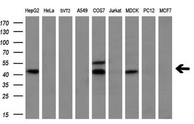 Myostatin Antibody in Western Blot (WB)