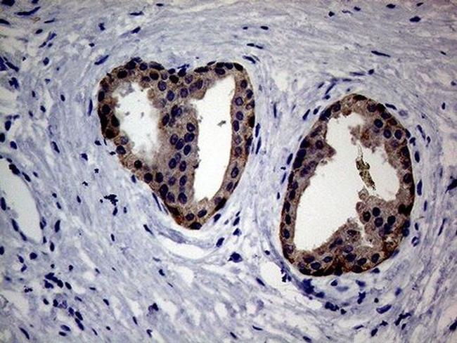 EGFL7 Antibody in Immunohistochemistry (Paraffin) (IHC (P))