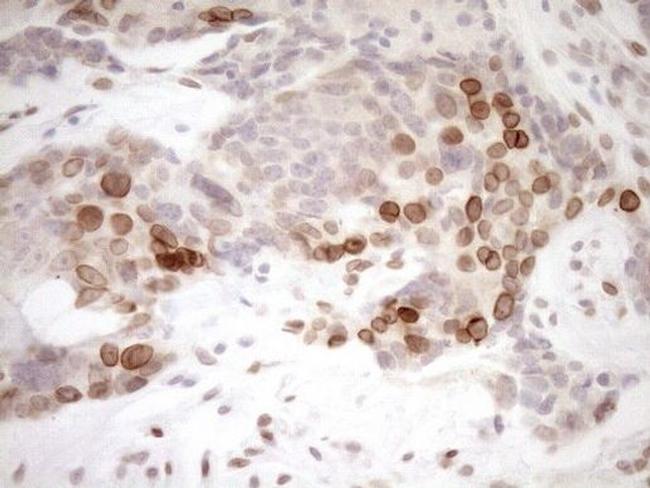 PCQAP Antibody in Immunohistochemistry (Paraffin) (IHC (P))