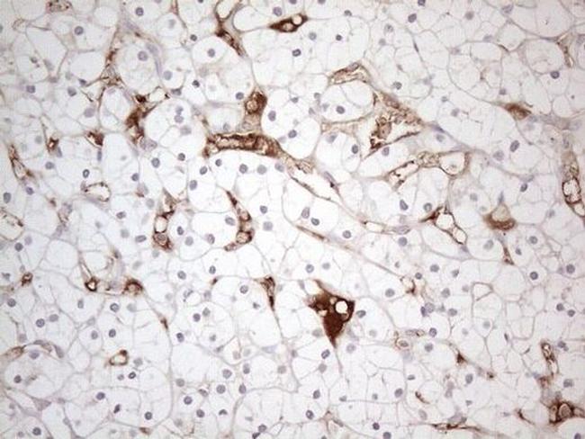 A26C2 Antibody in Immunohistochemistry (Paraffin) (IHC (P))