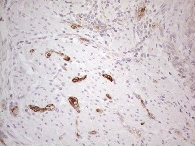 NOBOX Antibody in Immunohistochemistry (Paraffin) (IHC (P))