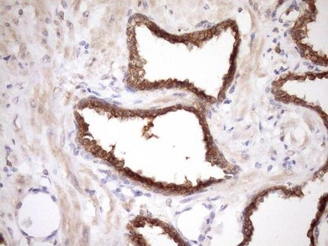 MRG15 Antibody in Immunohistochemistry (Paraffin) (IHC (P))