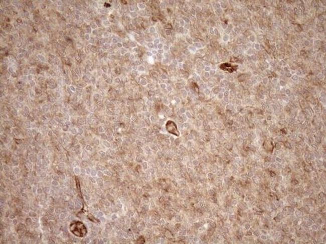 EPLIN Antibody in Immunohistochemistry (Paraffin) (IHC (P))