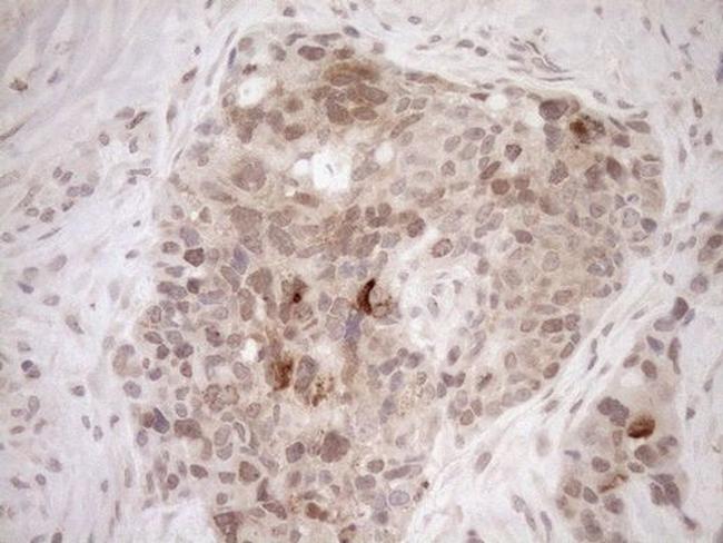 PARG Antibody in Immunohistochemistry (Paraffin) (IHC (P))