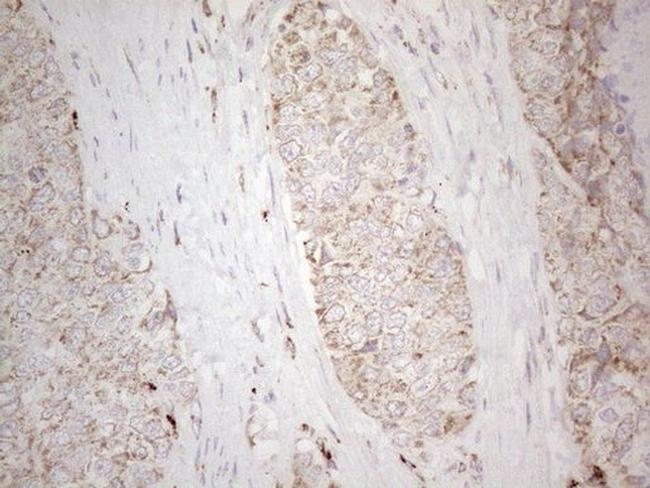 betatrophin Antibody in Immunohistochemistry (Paraffin) (IHC (P))