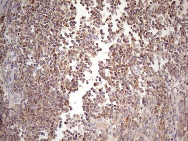 CIAPIN1 Antibody in Immunohistochemistry (Paraffin) (IHC (P))