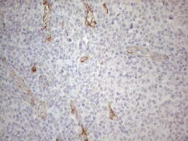 Gemin 2 Antibody in Immunohistochemistry (Paraffin) (IHC (P))