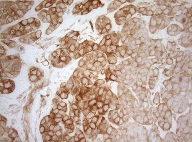 AHA1 Antibody in Immunohistochemistry (Paraffin) (IHC (P))