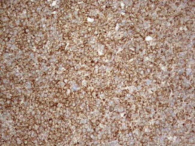 VAPA Antibody in Immunohistochemistry (Paraffin) (IHC (P))