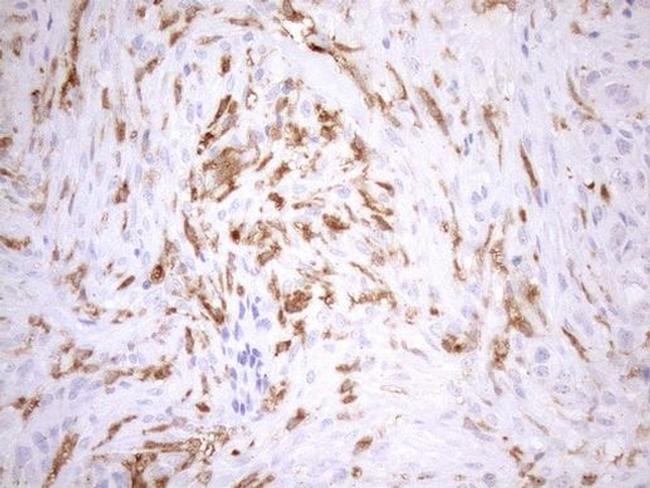 NCF4 Antibody in Immunohistochemistry (Paraffin) (IHC (P))