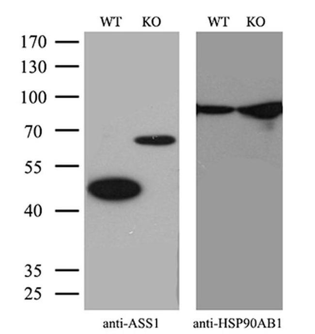 ASS1 Antibody in Western Blot (WB)